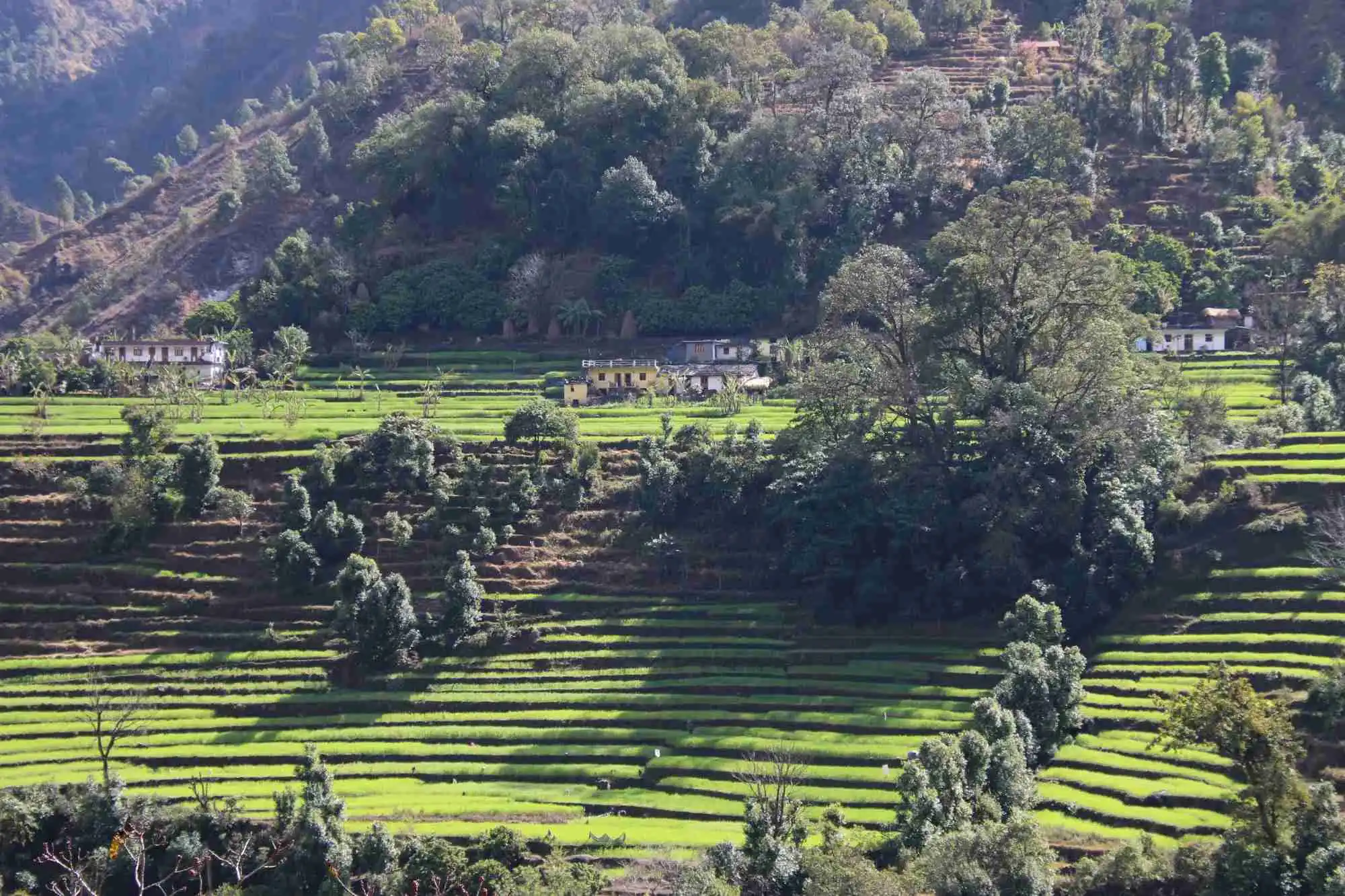 terrace farming of uttarakhand